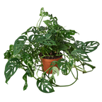 Monstera Adansonii 'Swiss Cheese' – view 4