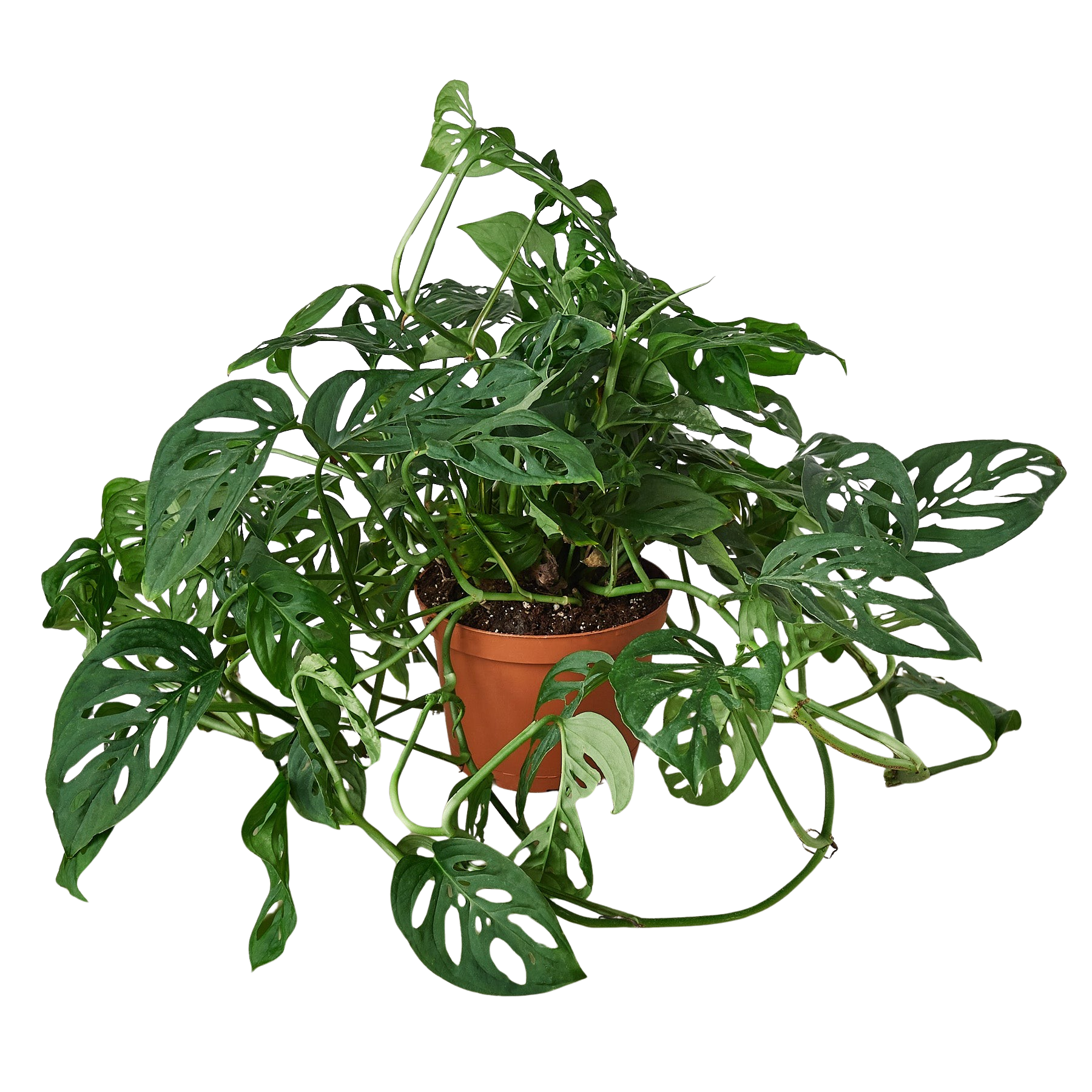 Monstera Adansonii 'Swiss Cheese' – view 4