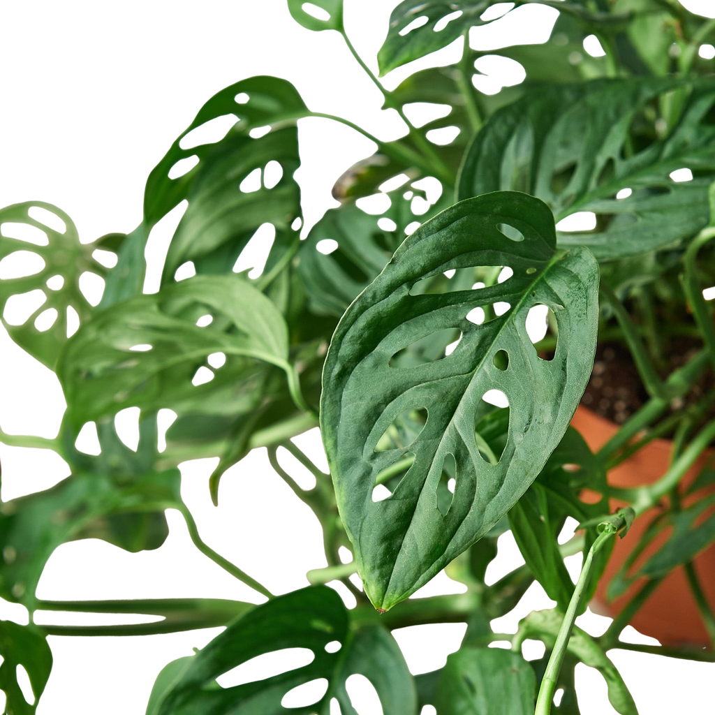 Monstera Adansonii 'Swiss Cheese' – view 5