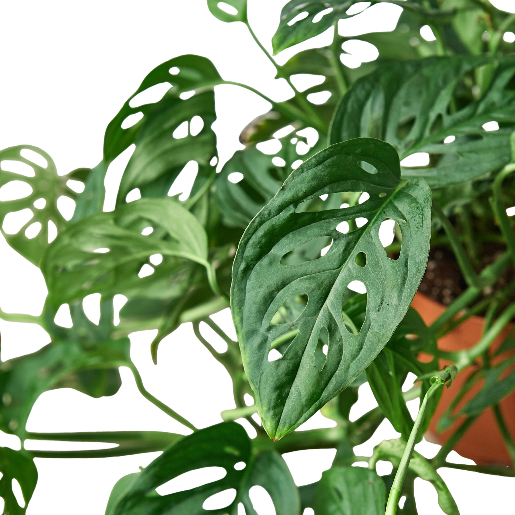 Monstera Adansonii 'Swiss Cheese' – view 5