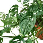 Monstera Adansonii 'Swiss Cheese' – view 5
