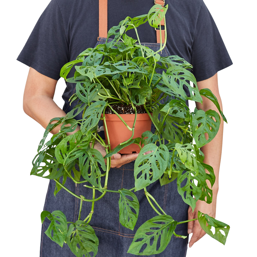 Monstera Adansonii 'Swiss Cheese' – view 6