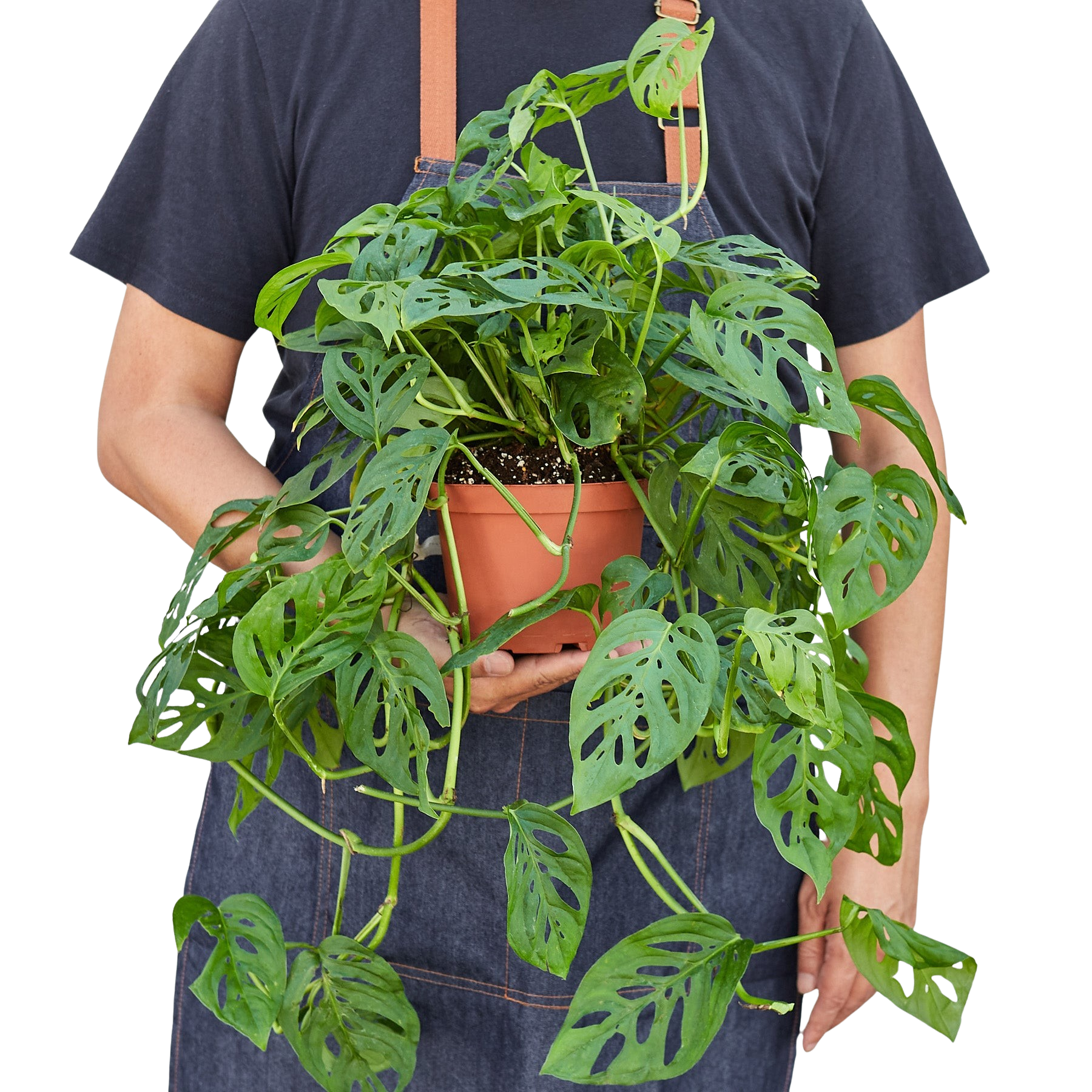 Monstera Adansonii 'Swiss Cheese' – view 6