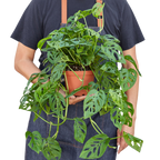 Monstera Adansonii 'Swiss Cheese' – view 6
