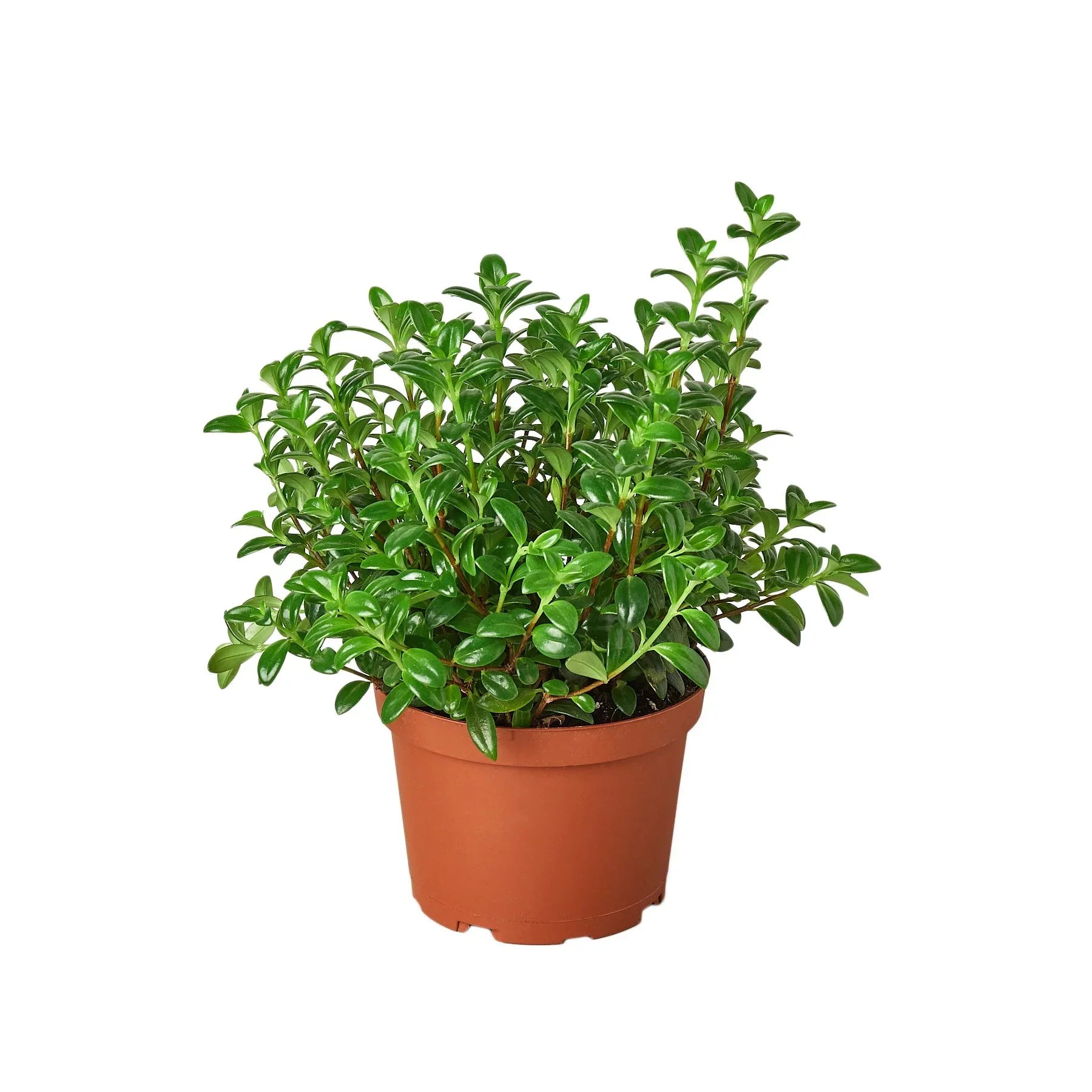 Nemetanthus Candy Corn Plant 'Brazilian Firecracker' – view 5