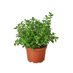Nemetanthus Candy Corn Plant 'Brazilian Firecracker' – view 5