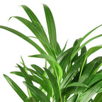 Areca Palm – view 3