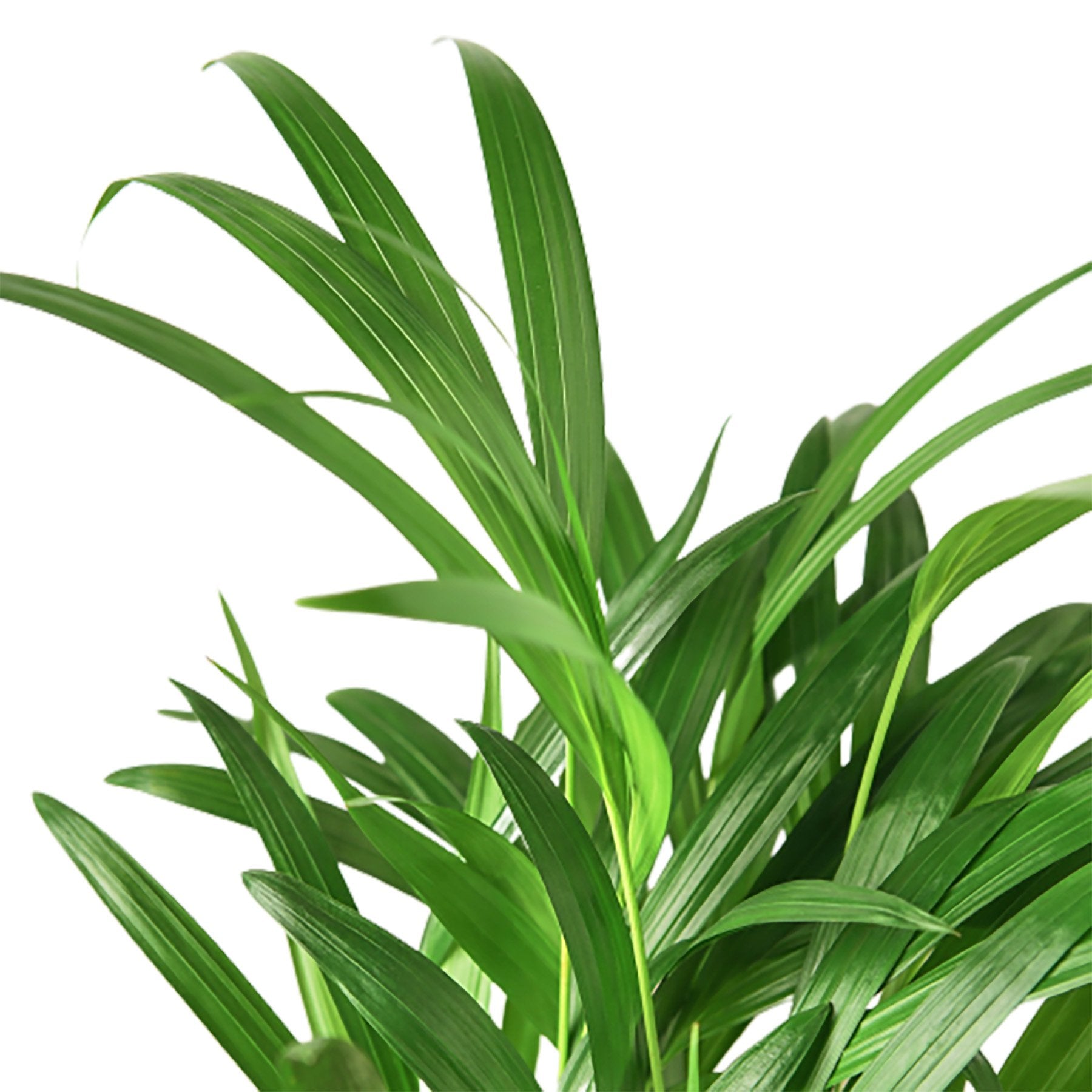 Areca Palm – view 3