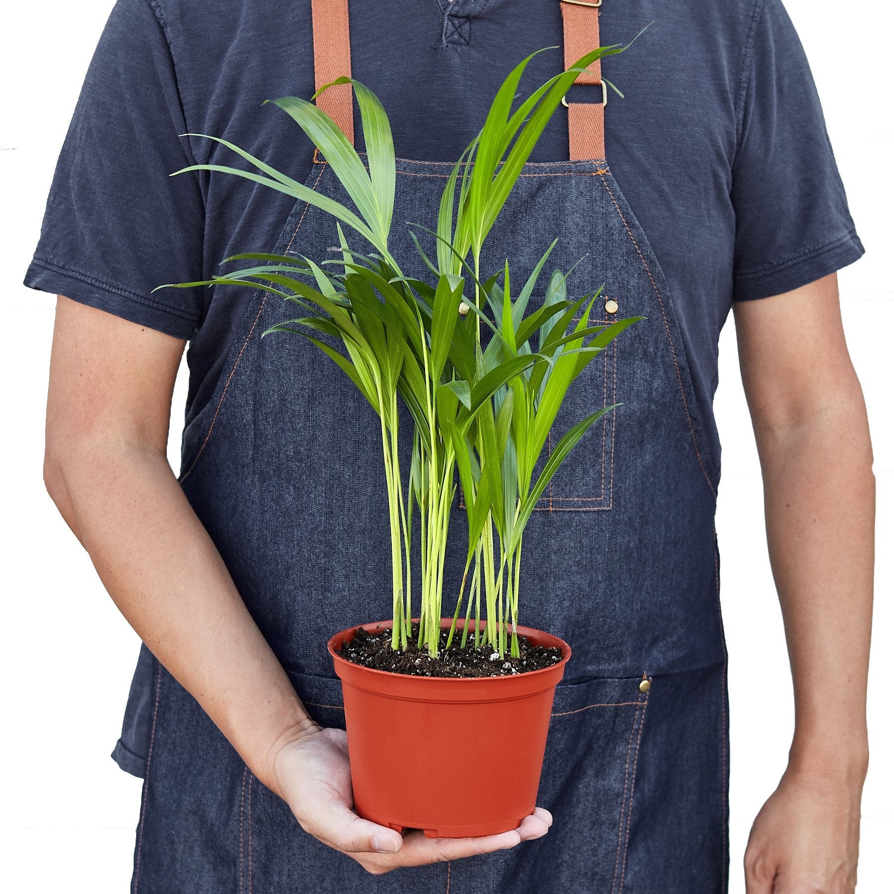 Areca Palm – view 2