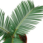 Sago Palm – view 2