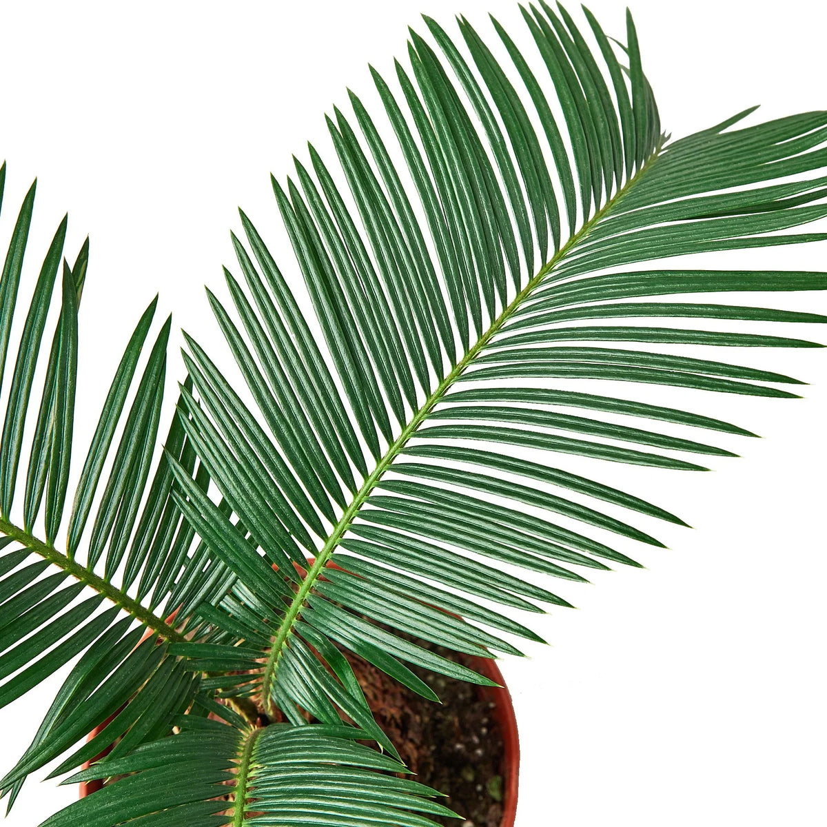 Sago Palm – view 2