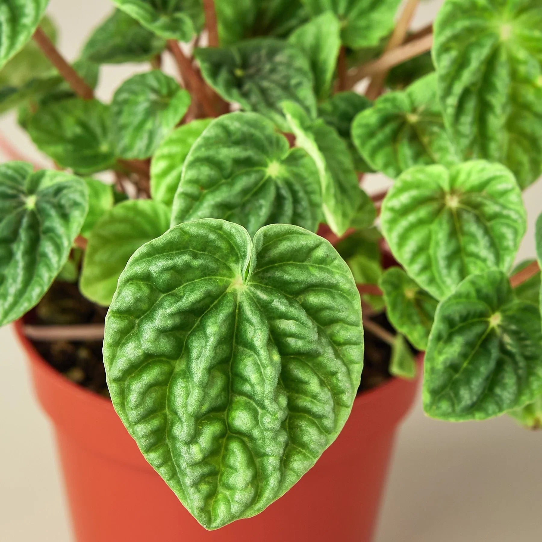 Peperomia 'Ripple' – view 2