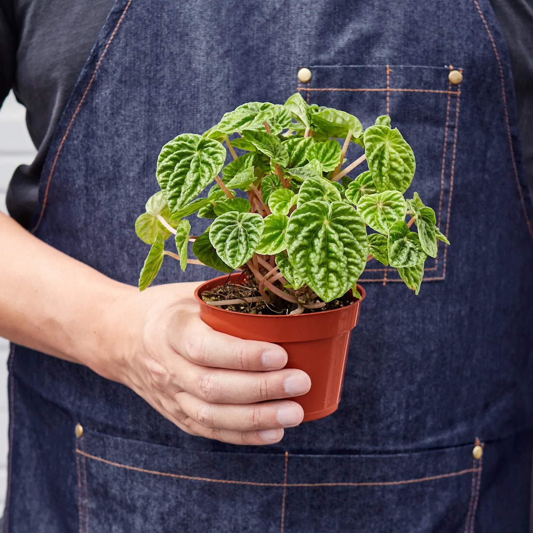 Peperomia 'Ripple' – view 3