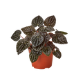 Peperomia 'Ripple Red' Live Plant – 4" Nursery Pot