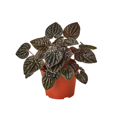 Peperomia 'Ripple Red' Live Plant – 4" Nursery Pot