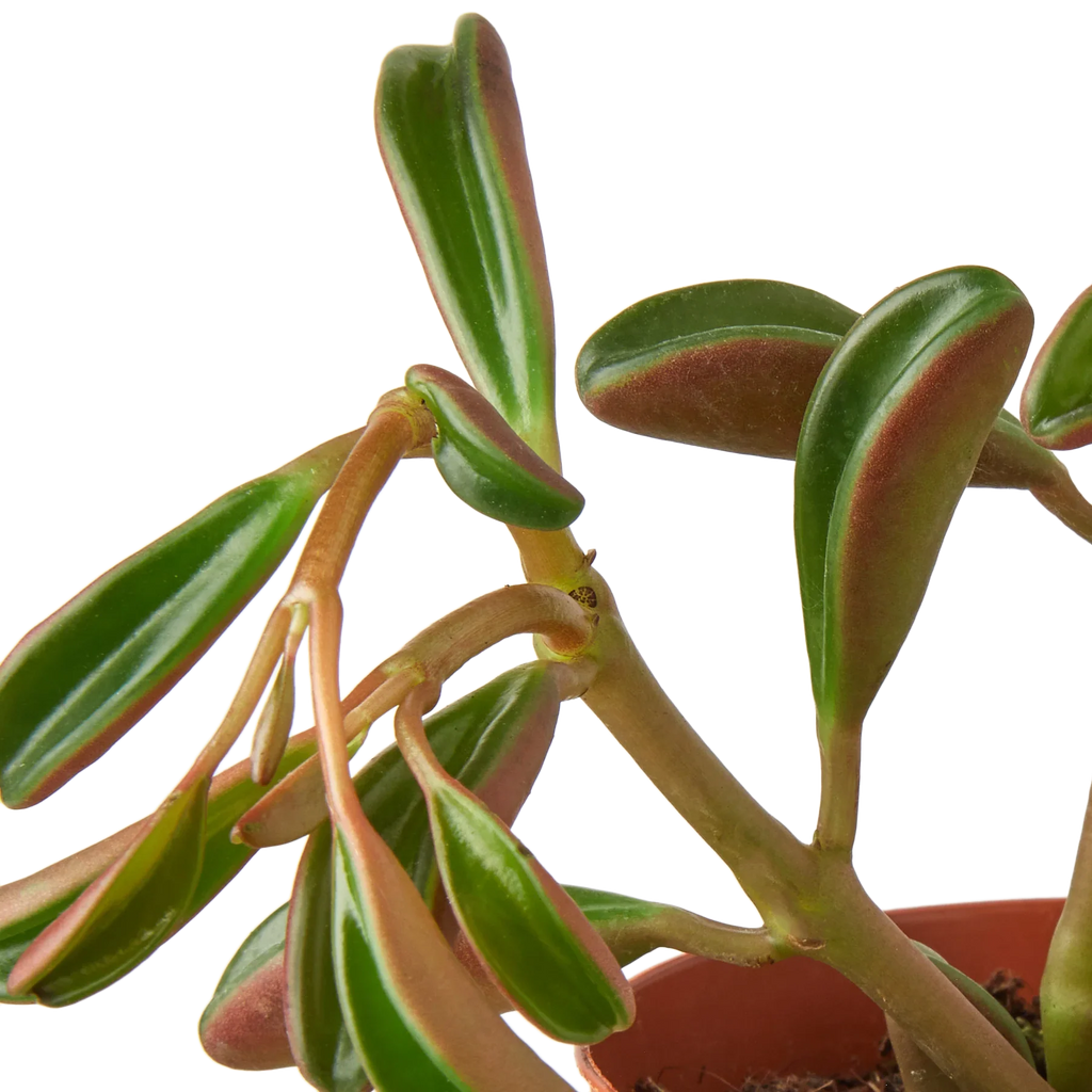 Peperomia 'Ruby Glow' – view 2