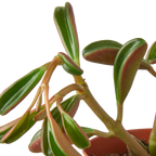 Peperomia 'Ruby Glow' – view 2