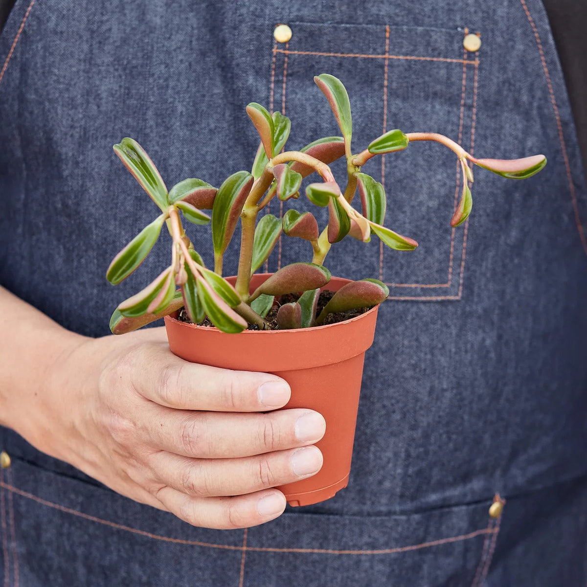 Peperomia 'Ruby Glow' – view 3