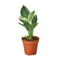 Philodendron 'Birkin' Live Plant – 4" Nursery Pot