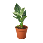 Philodendron 'Birkin' Live Plant – 4" Nursery Pot