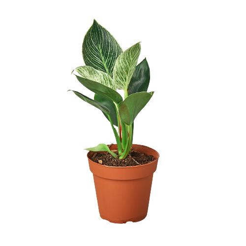 Philodendron 'Birkin' Live Plant – 4" Nursery Pot
