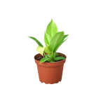 Philodendron 'Moonlight' Live Plant – 6" Nursery Pot