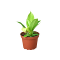 Philodendron 'Moonlight' Live Plant – 4" Nursery Pot