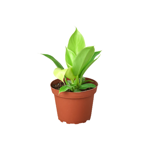 Philodendron 'Moonlight' Live Plant – 4" Nursery Pot