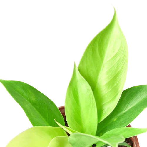Philodendron 'Moonlight' – view 2