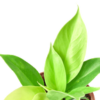 Philodendron 'Moonlight' – view 2