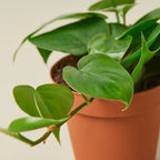 Philodendron Cordatum Heartleaf – view 2