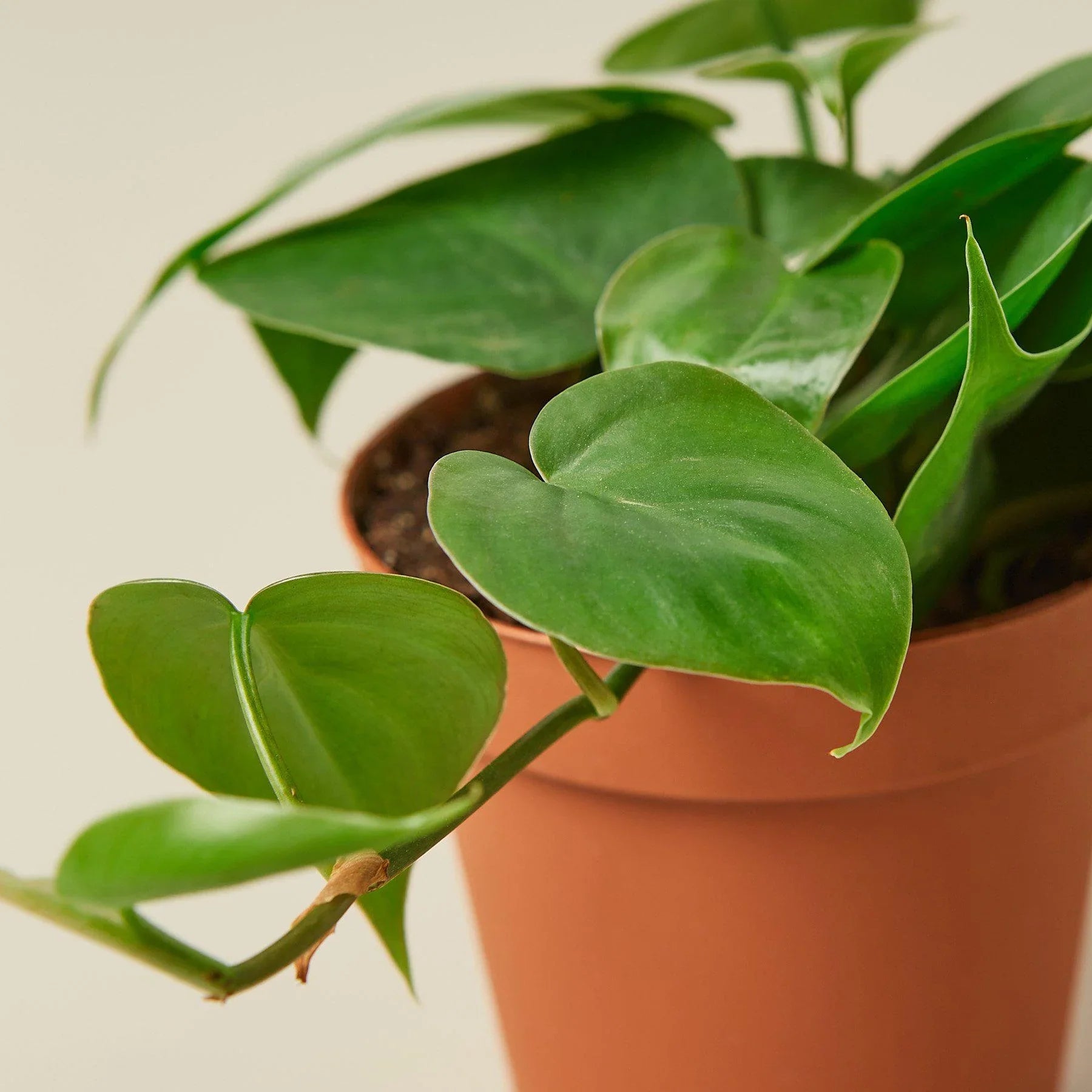 Philodendron Cordatum Heartleaf – view 2