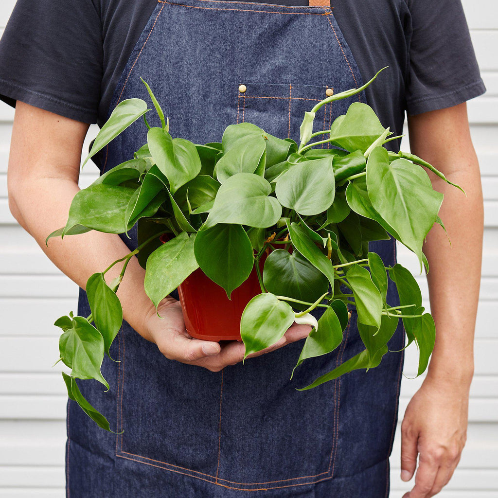 Philodendron Cordatum Heartleaf – view 5