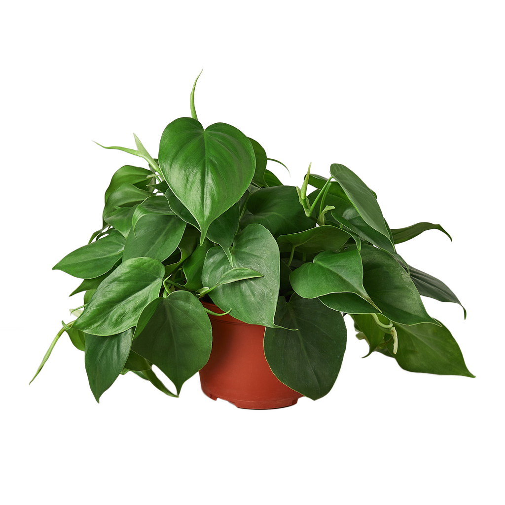 Philodendron Cordatum Heartleaf – view 4