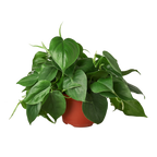 Philodendron Cordatum Heartleaf – view 4