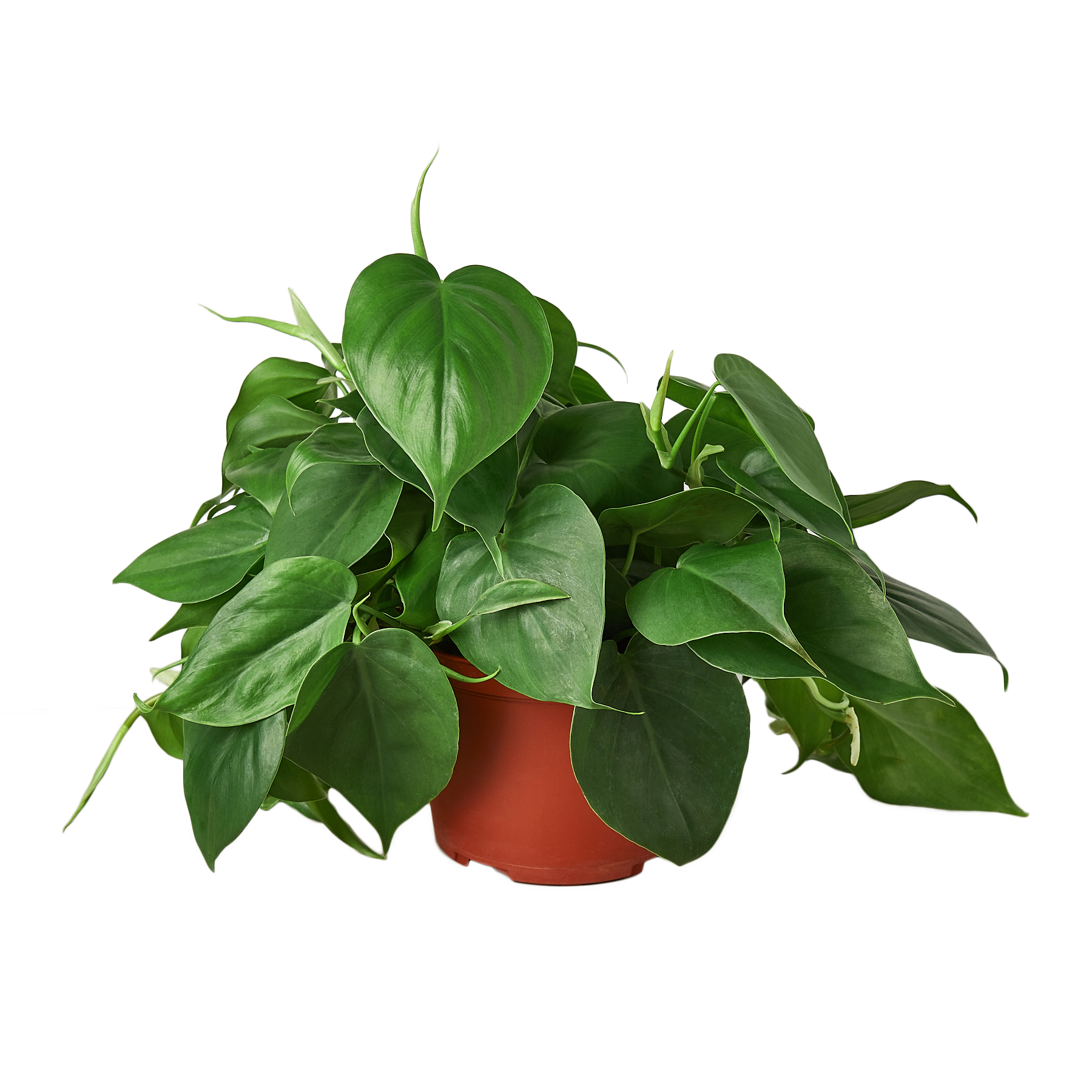 Philodendron Cordatum Heartleaf – view 4