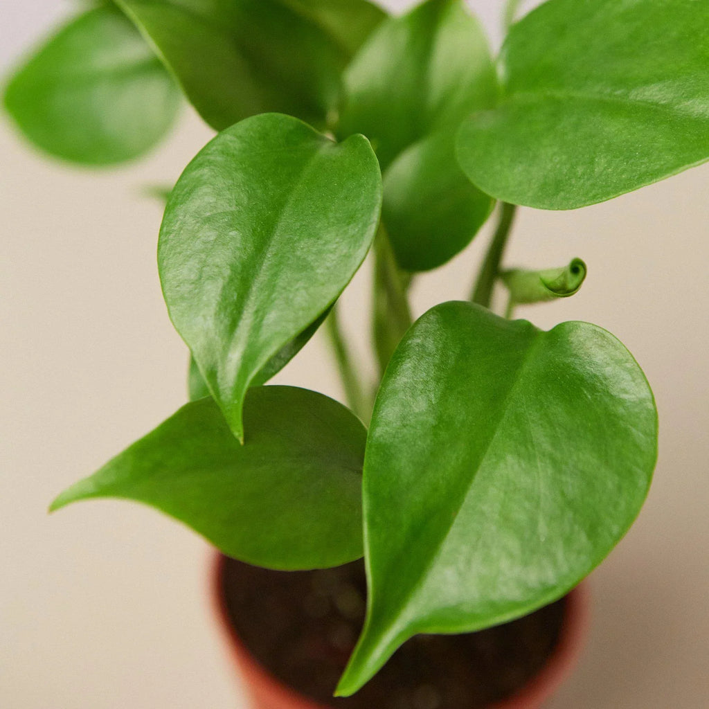 Philodendron Monstera Split-Leaf – view 2