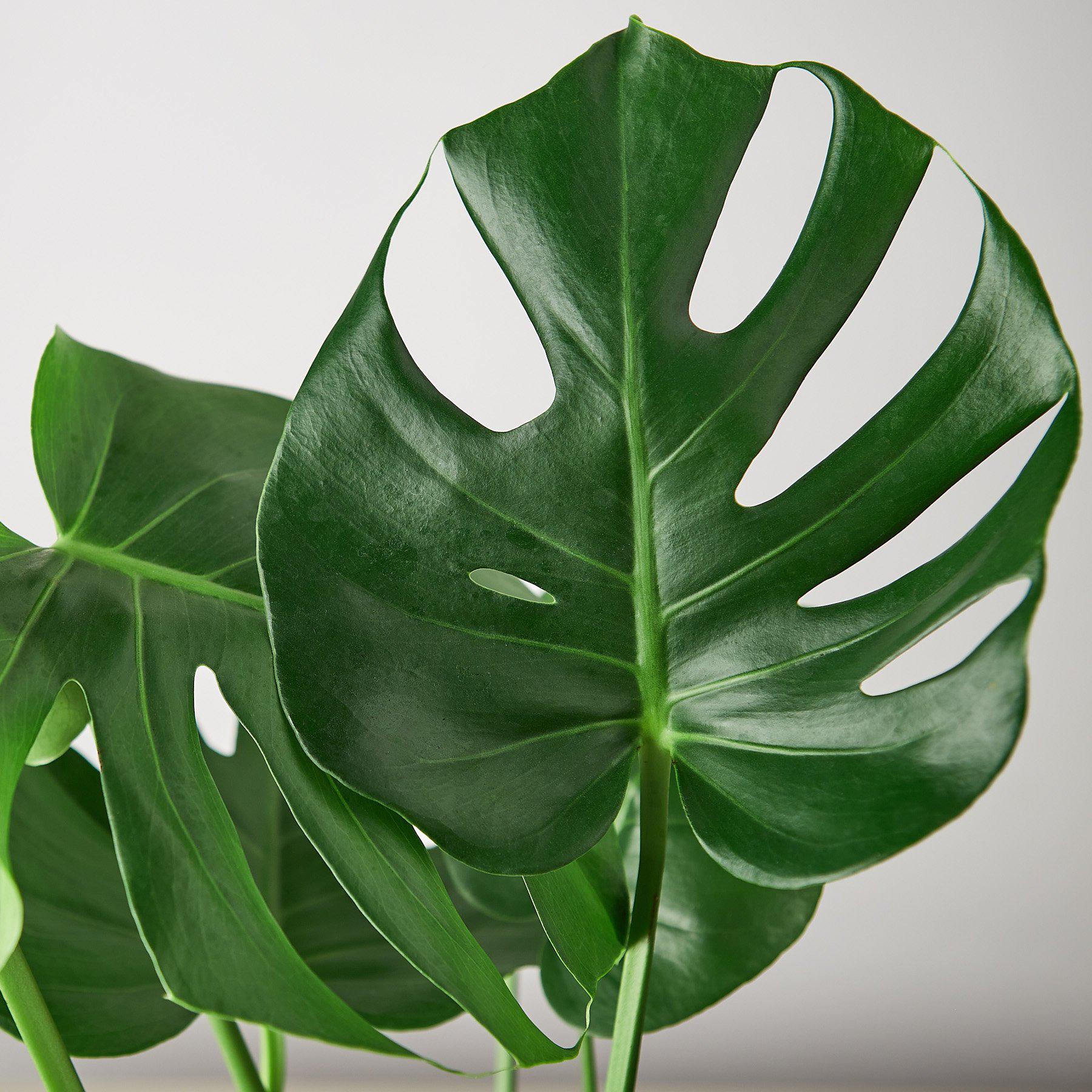 Philodendron Monstera Split-Leaf – view 4