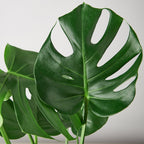 Philodendron Monstera Split-Leaf – view 4