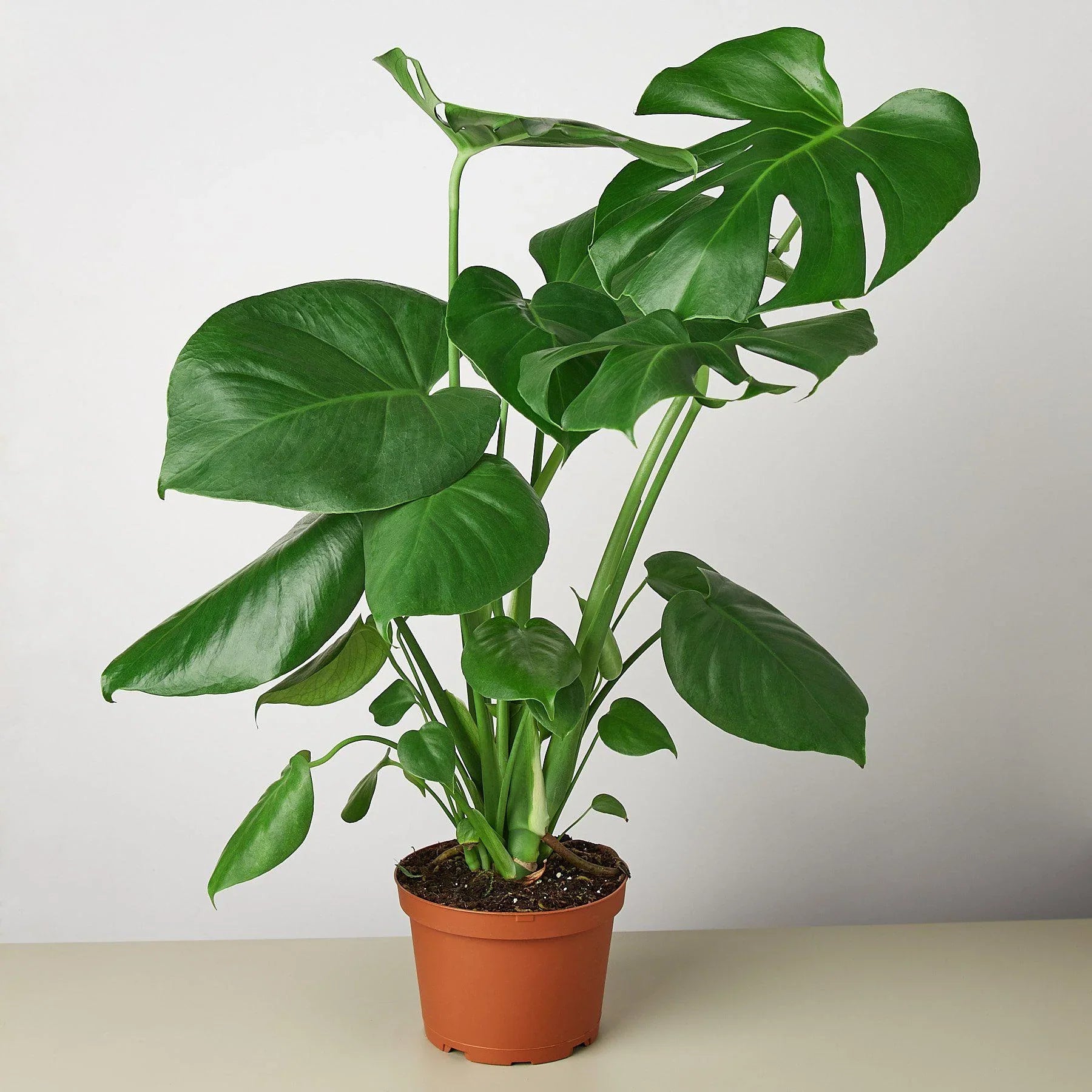 Philodendron Monstera Split-Leaf – view 3