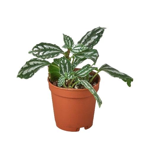 Pilea 'Aluminum' – view 7