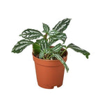 Pilea 'Aluminum' – view 6