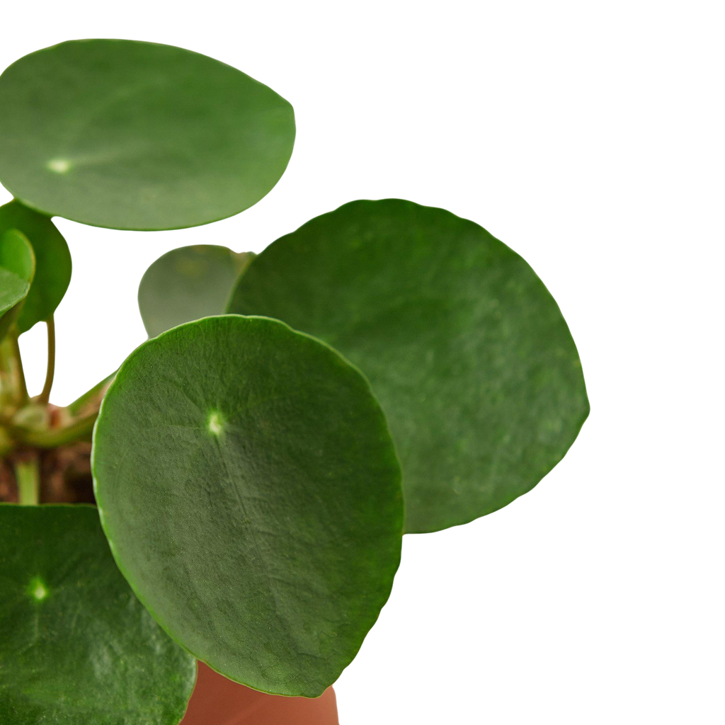 Pilea Peperomioides 'Chinese Money' – view 3