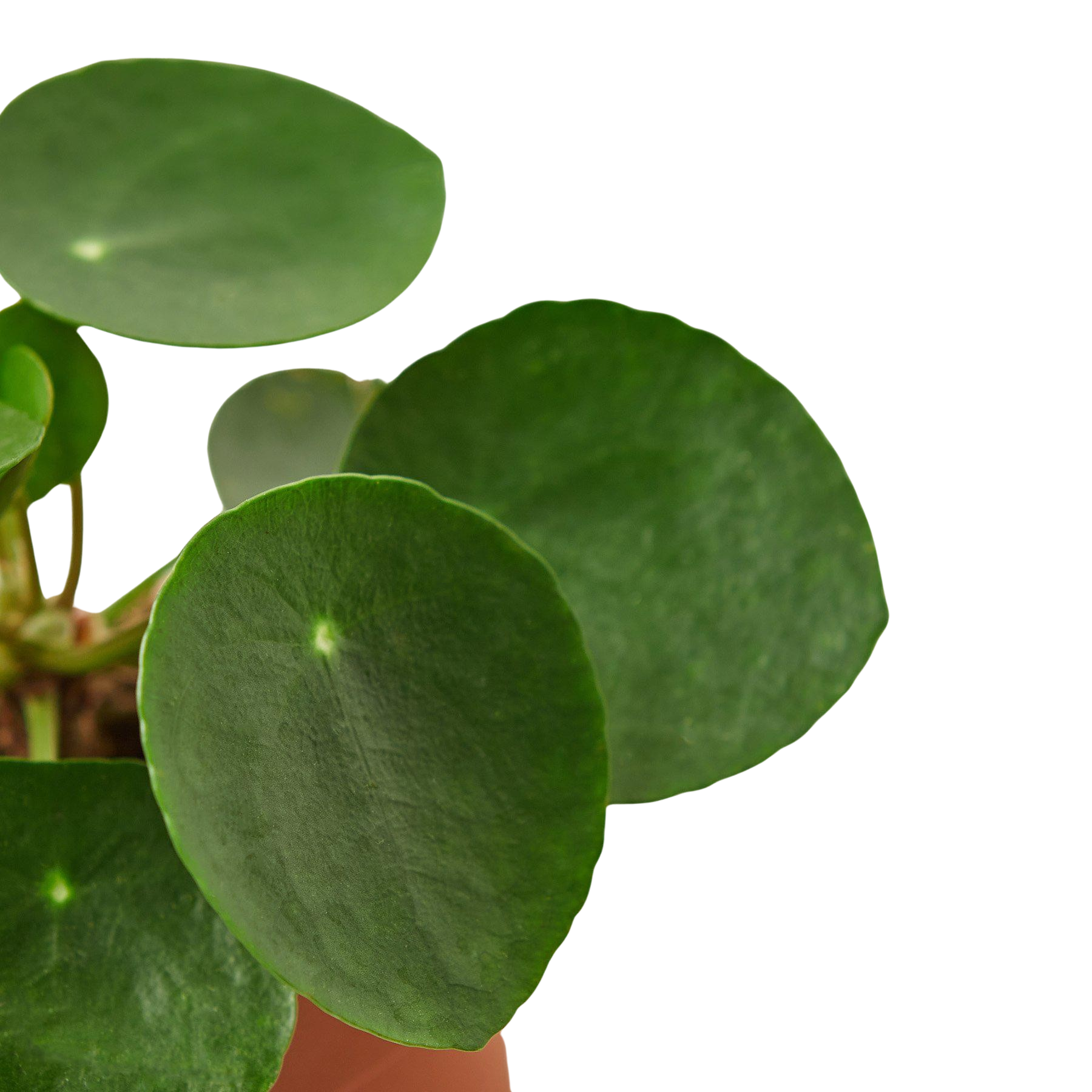 Pilea Peperomioides 'Chinese Money' – view 3
