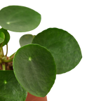 Pilea Peperomioides 'Chinese Money' – view 3