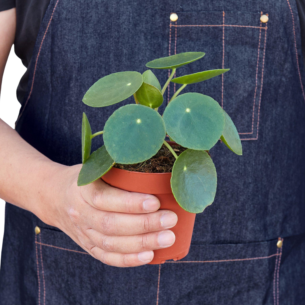 Pilea Peperomioides 'Chinese Money' – view 4