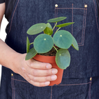 Pilea Peperomioides 'Chinese Money' – view 4