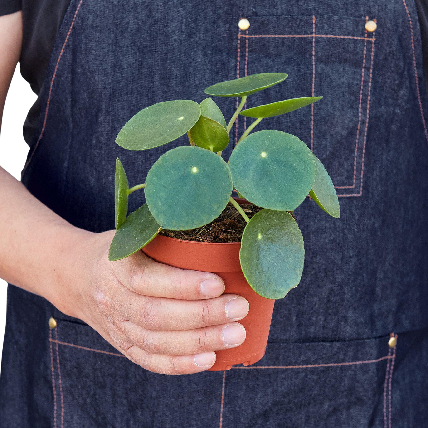 Pilea Peperomioides 'Chinese Money' – view 4