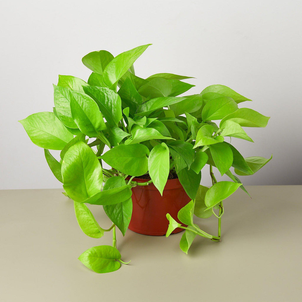 Pothos 'Neon' – view 3