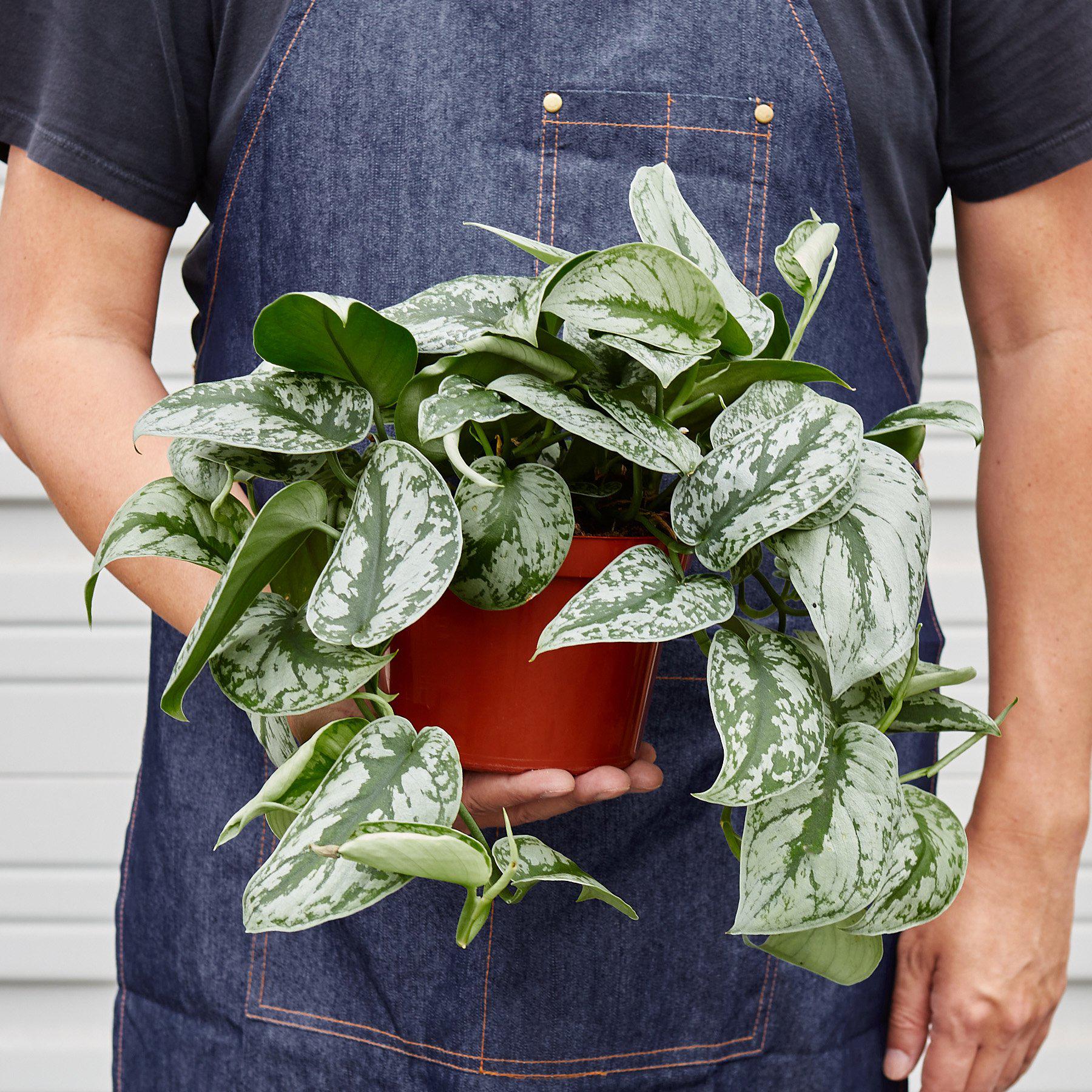 Pothos 'Silver Splash' – view 3